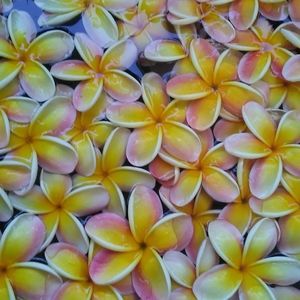 Meet your Posher, Freesia